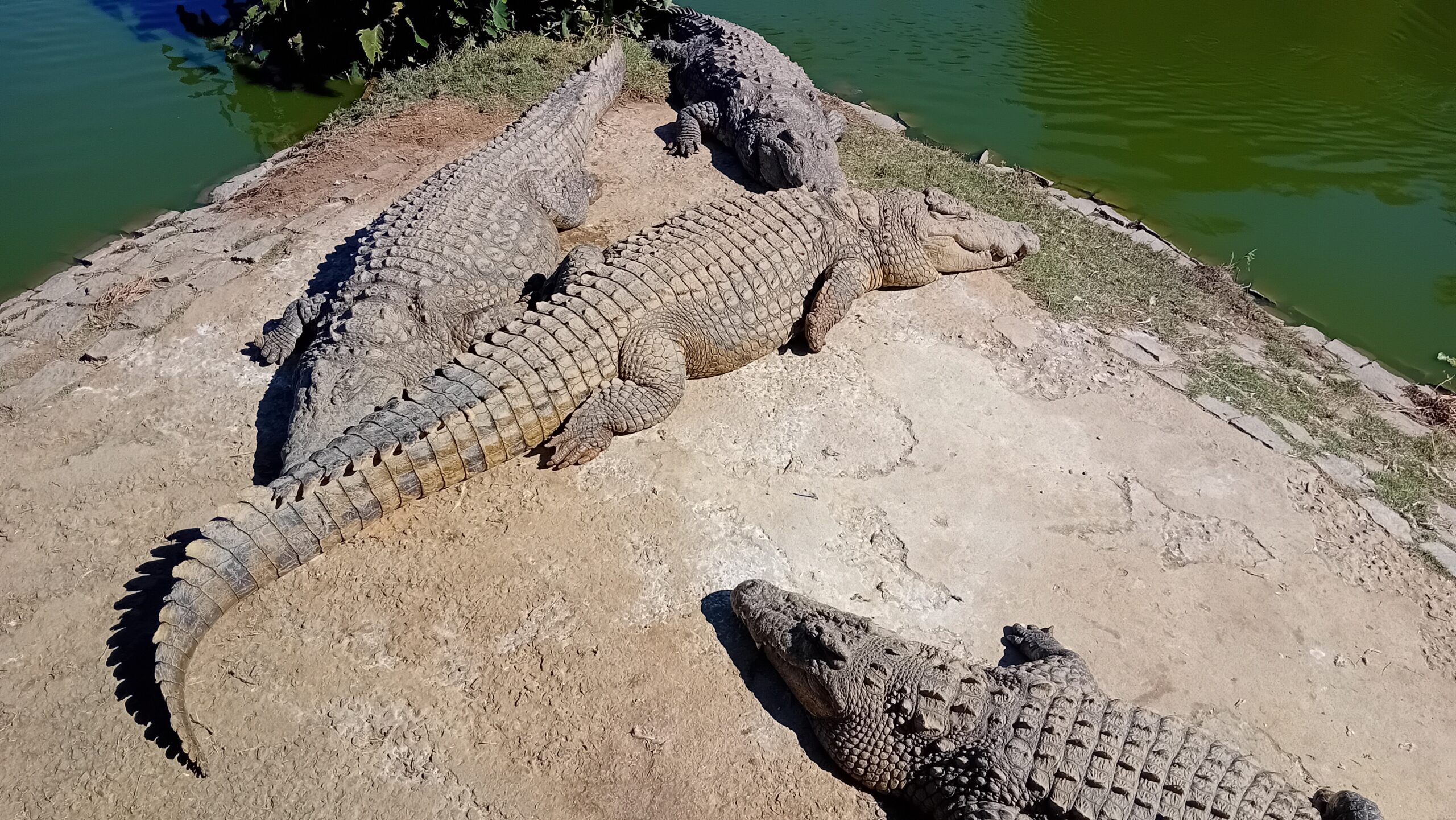 Croco