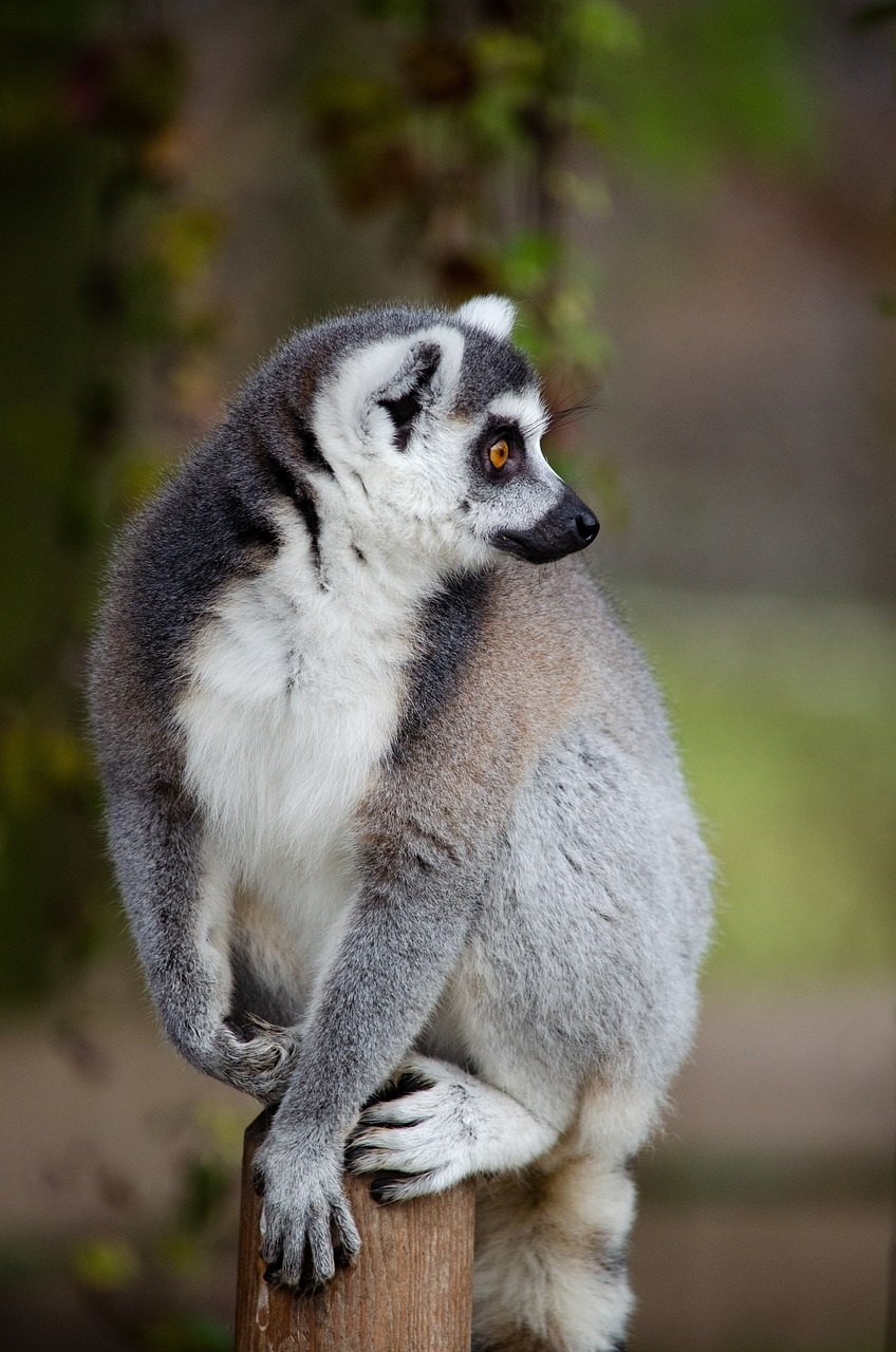 ring-tailed-lemur-7489298_1280