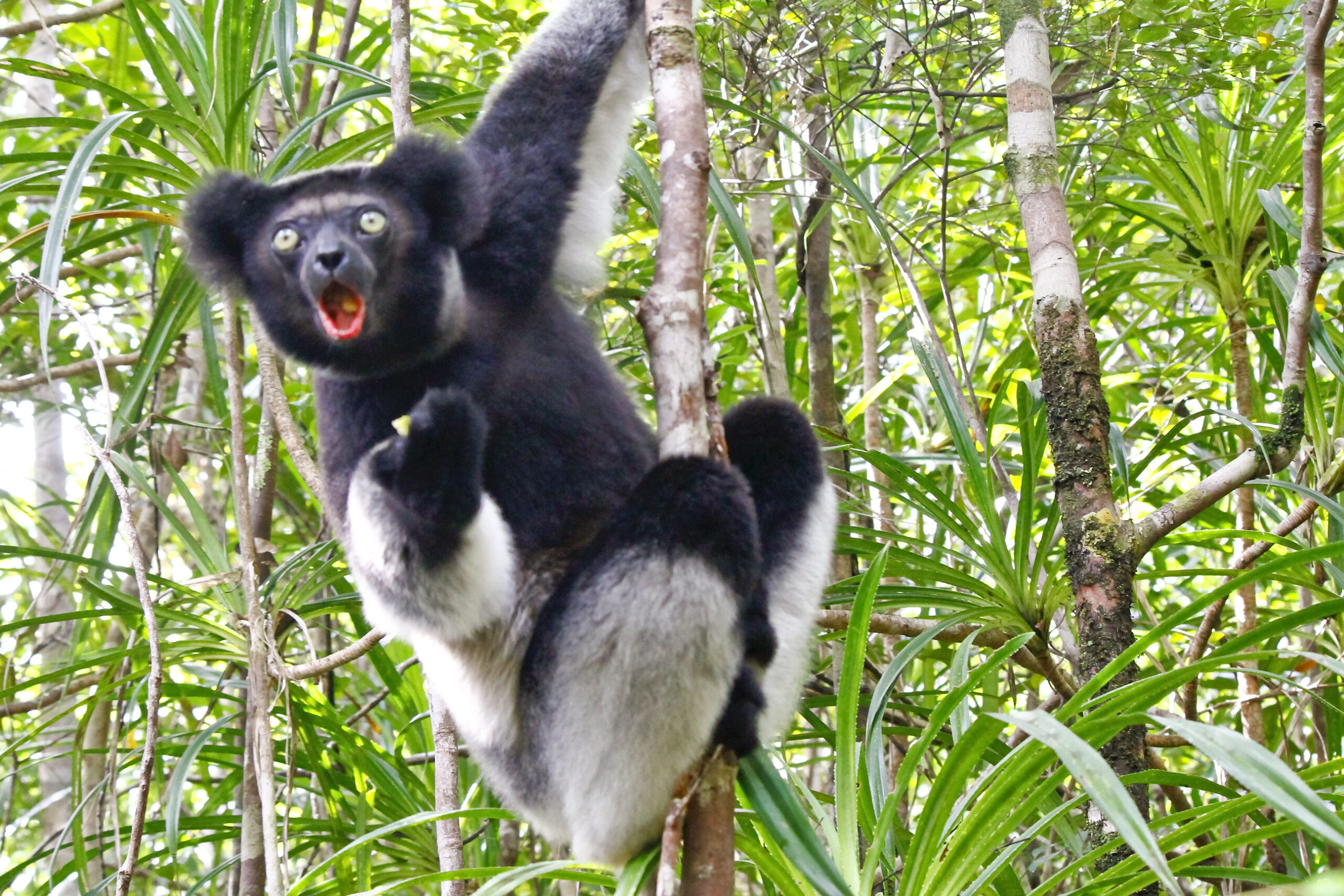 Beautiful image of the Indri lemur (Indri Indri) sitting on tree in Madagascar