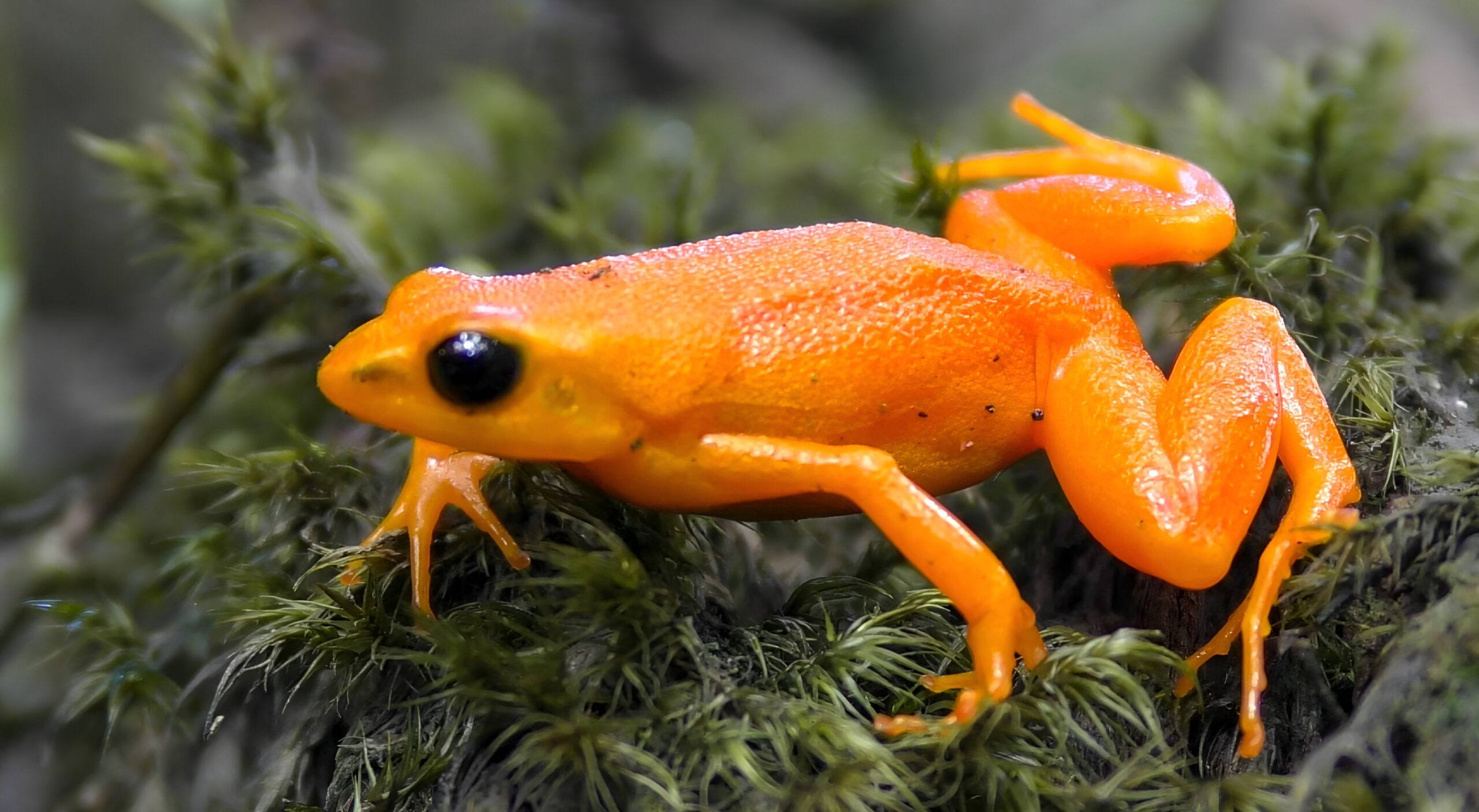 The golden mantella (Mantella aurantiaca)