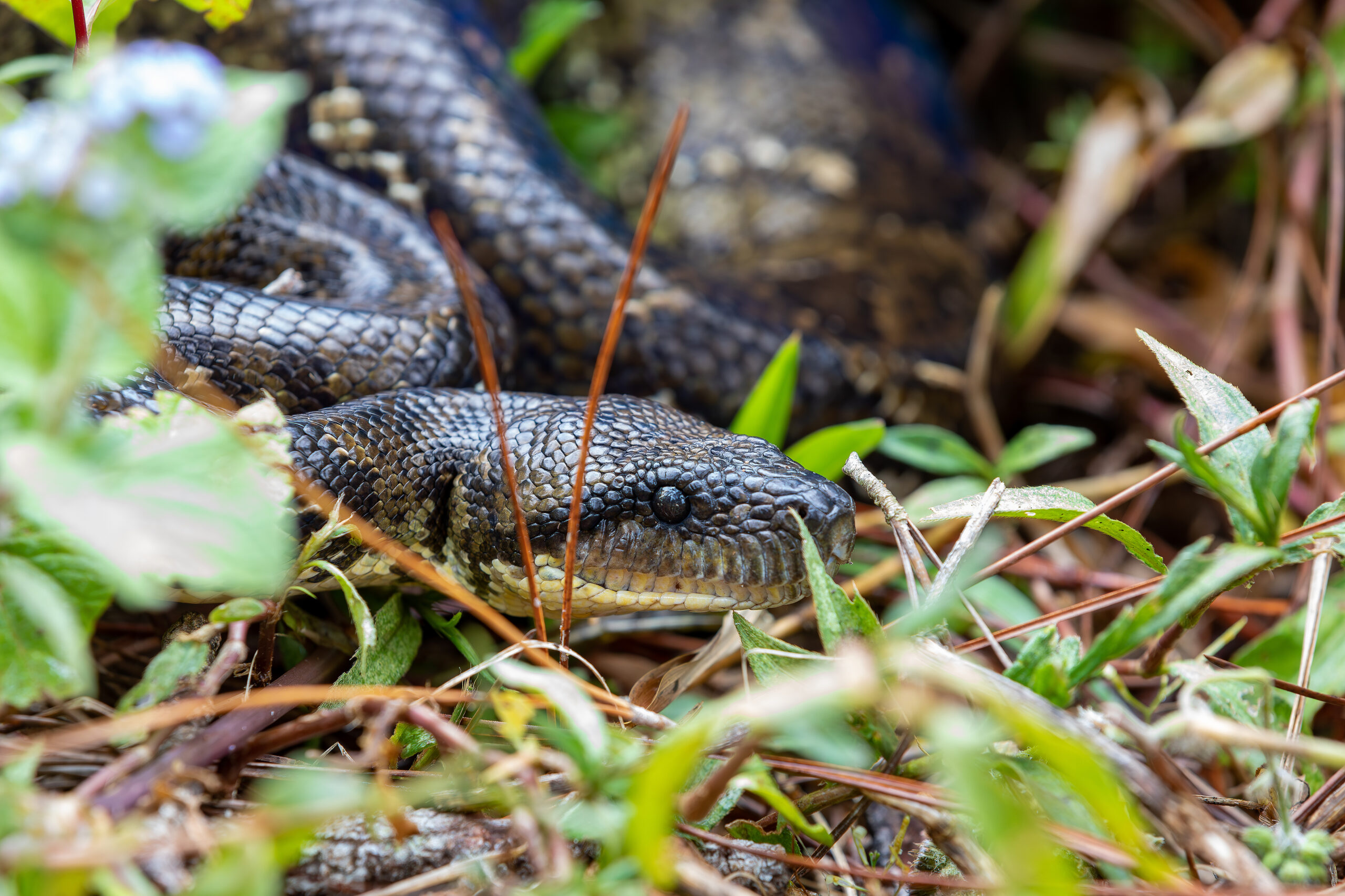 Malagasy Tree Boa, Sanzinia Madagascariensis, Ranomafana National Park, Madagascar