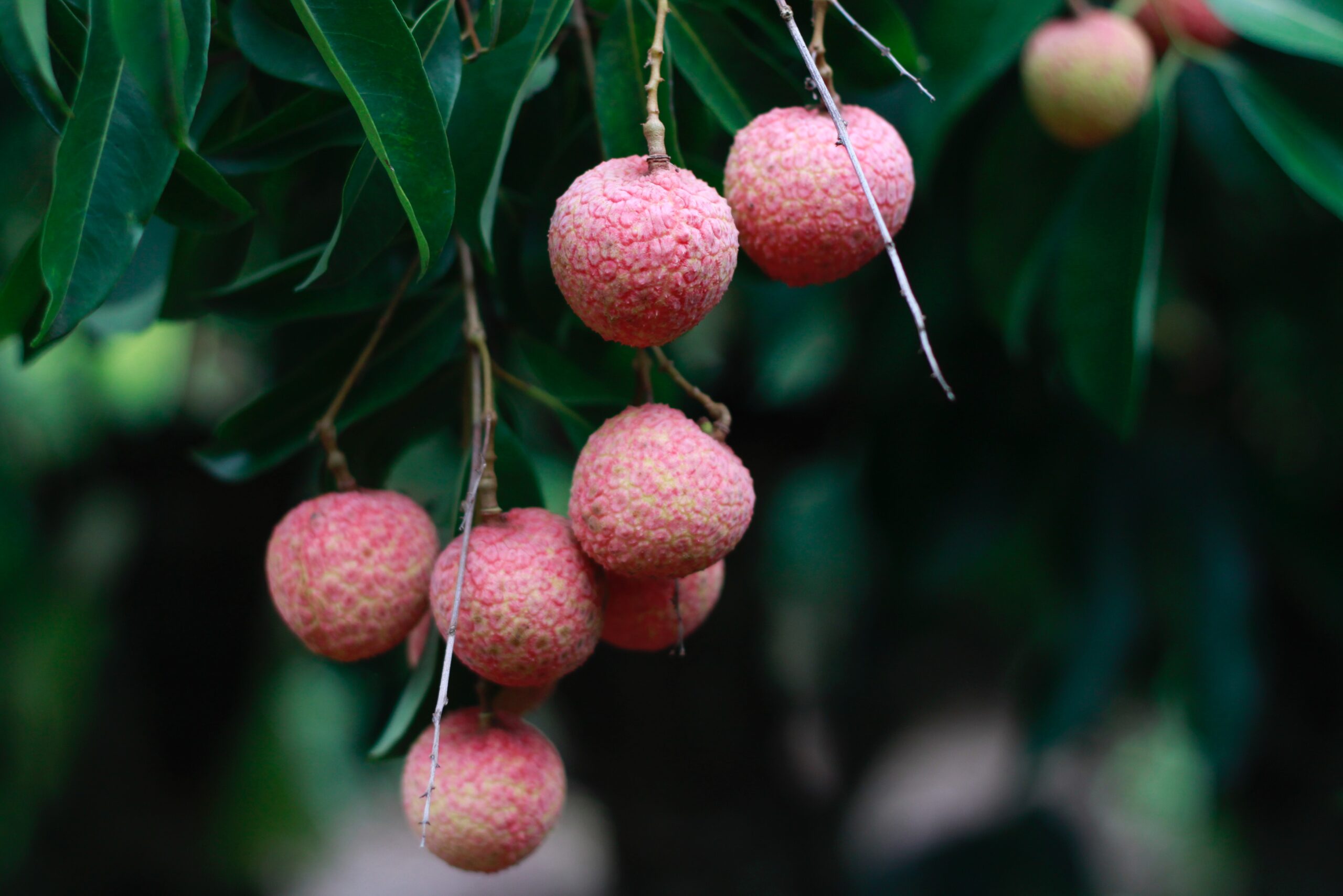jamie-trinh-YU6MwXyHMI4-unsplash